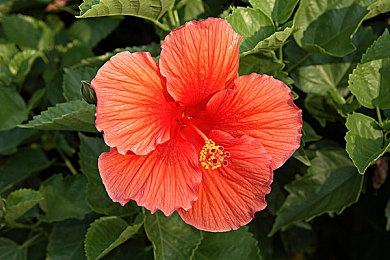 外星种田游戏《光年拓荒》上架Steam 支持中文